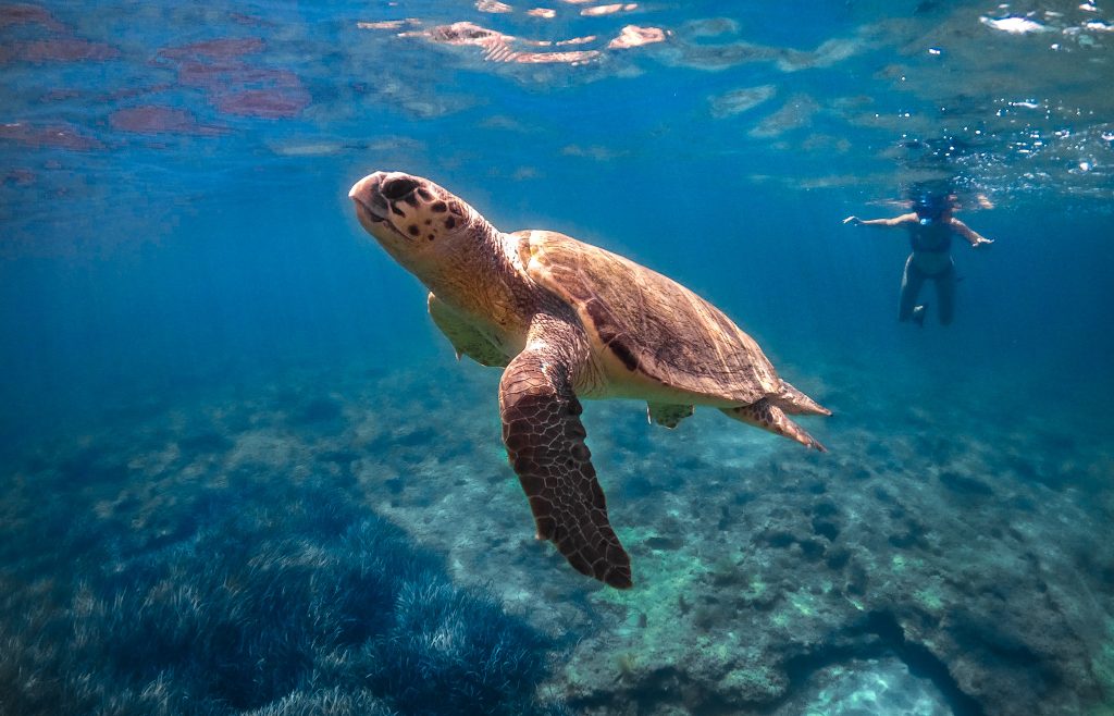 Sea turtle swimming in crystal-clear water near Ayia Napa with Triton Adventures